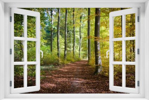 Fototapeta Naklejka Na Ścianę Okno 3D - Herbstlicher Wald in Schieder
