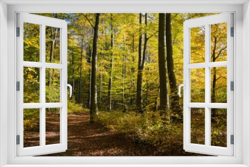 Fototapeta Naklejka Na Ścianę Okno 3D - Schöner Herbstwald in Schieder