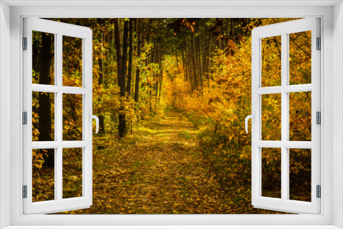 Fototapeta Naklejka Na Ścianę Okno 3D - Forest Autumn Season