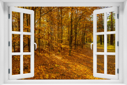 Fototapeta Naklejka Na Ścianę Okno 3D - Forest Autumn Season