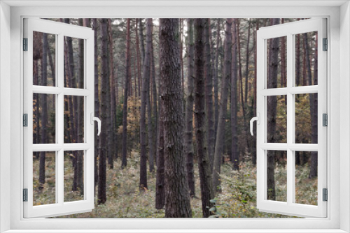 Fototapeta Naklejka Na Ścianę Okno 3D - autumnal forest