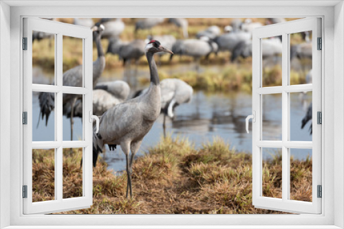 Fototapeta Naklejka Na Ścianę Okno 3D - Common crane in a wetland at a stopover site