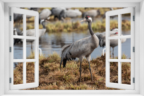 Fototapeta Naklejka Na Ścianę Okno 3D - Common crane in a wetland at a stopover site