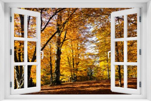 Fototapeta Naklejka Na Ścianę Okno 3D - colorful fall forest scenery
