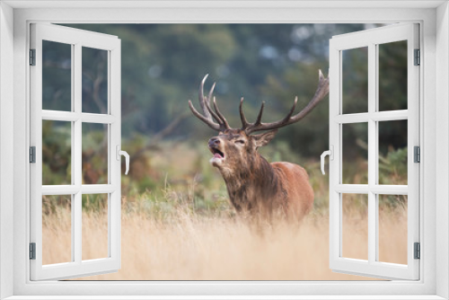 Fototapeta Naklejka Na Ścianę Okno 3D - Red Deer, Deers, Cervus elaphus - Rut time.