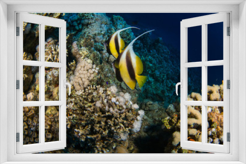 Fototapeta Naklejka Na Ścianę Okno 3D - Butterfly fishes