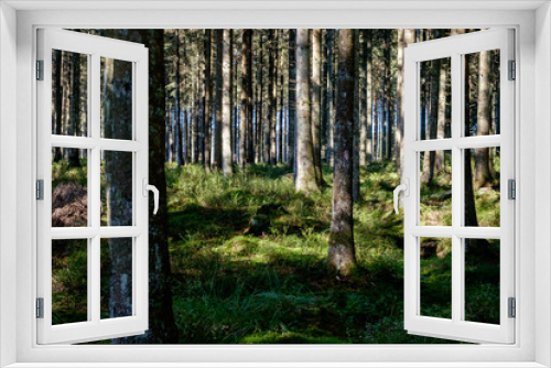 Fototapeta Naklejka Na Ścianę Okno 3D - Bäume im Wald