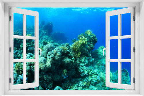 Fototapeta Naklejka Na Ścianę Okno 3D - Tropical coral reef