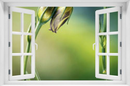 Fototapeta Naklejka Na Ścianę Okno 3D - Zielone eustomy