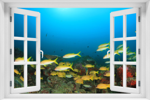 Fototapeta Naklejka Na Ścianę Okno 3D - Fish school underwater on coral reef