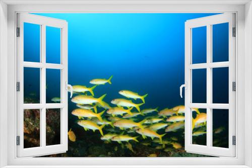 Fototapeta Naklejka Na Ścianę Okno 3D - Fish school underwater on coral reef