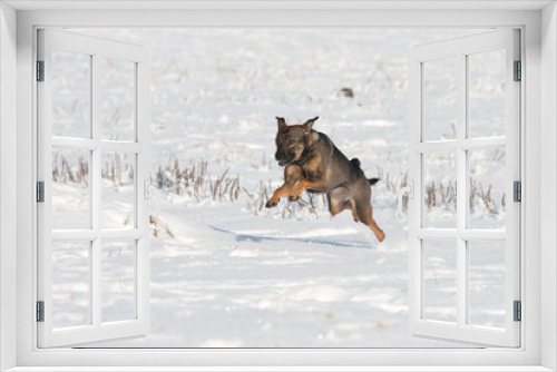 Fototapeta Naklejka Na Ścianę Okno 3D - Nice happy dog running