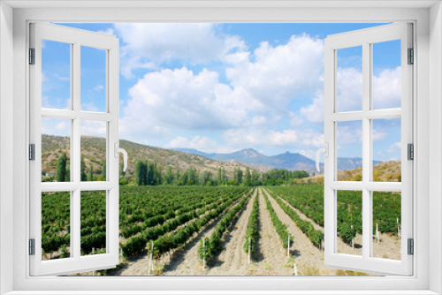 Fototapeta Naklejka Na Ścianę Okno 3D - colourful vineyard landscape with cloud scape
