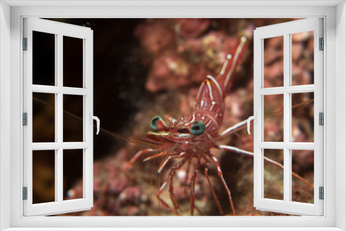 Fototapeta Naklejka Na Ścianę Okno 3D - shrimp under the sea