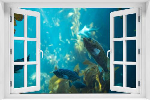 Fototapeta Naklejka Na Ścianę Okno 3D - Fish 2
