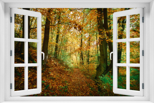 Fototapeta Naklejka Na Ścianę Okno 3D - Autumn colorful forest
