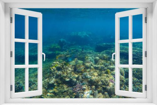 Fototapeta Naklejka Na Ścianę Okno 3D - Underwater landscape with coral on sea bottom. Oceanic life in clear blue water.