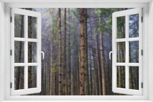 Fototapeta Naklejka Na Ścianę Okno 3D - Coniferous forest