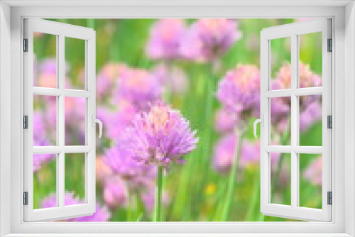 Fototapeta Naklejka Na Ścianę Okno 3D - cornflower