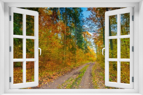 Fototapeta Naklejka Na Ścianę Okno 3D - European autumnal forest landscape