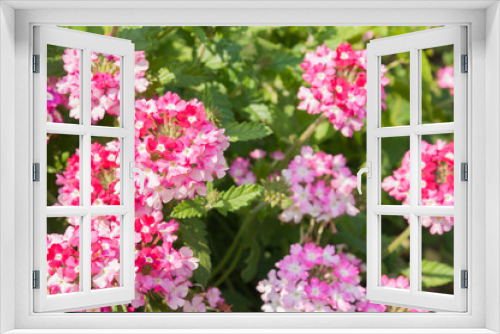 Fototapeta Naklejka Na Ścianę Okno 3D - The Phlox paniculata, Garden phlox in bloom