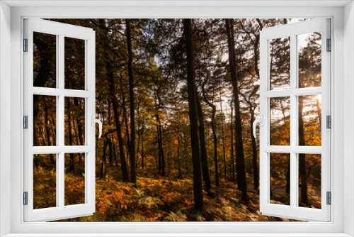 Fototapeta Naklejka Na Ścianę Okno 3D - forest and autumn