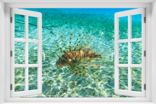 Fototapeta Naklejka Na Ścianę Okno 3D - Lion fish swimming under water