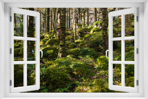 Fototapeta Naklejka Na Ścianę Okno 3D - mossy ground of a forest 