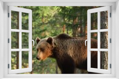 Fototapeta Naklejka Na Ścianę Okno 3D - brown bear (ursus arctos). male brown bear.