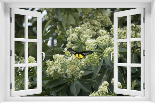 Fototapeta Naklejka Na Ścianę Okno 3D - Butterfly on pollen of tree