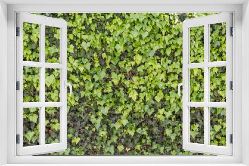 Fototapeta Naklejka Na Ścianę Okno 3D - Green ivy isolated on a white wall