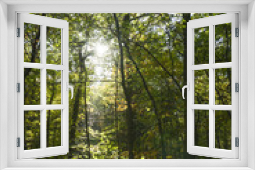 Fototapeta Naklejka Na Ścianę Okno 3D - sonnendurchfluteter Herbstwald