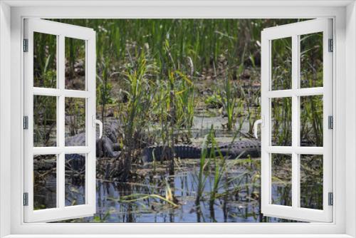 Fototapeta Naklejka Na Ścianę Okno 3D - American Alligator