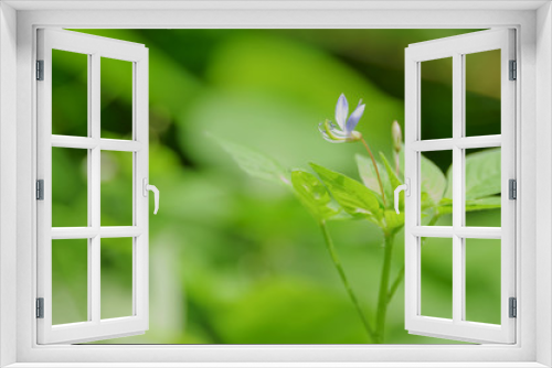 Fototapeta Naklejka Na Ścianę Okno 3D - wildflower