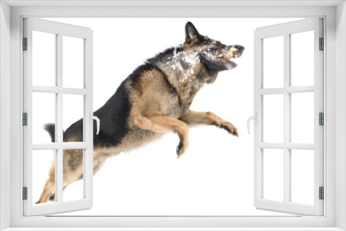 Fototapeta Naklejka Na Ścianę Okno 3D - jump dog