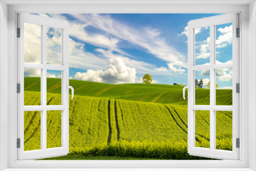 Fototapeta Naklejka Na Ścianę Okno 3D - Zielone łany młodego zboża na wiosennym polu 