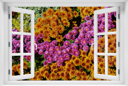 Fototapeta Naklejka Na Ścianę Okno 3D - осенние цветы хризантемы