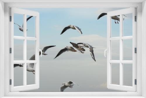 Fototapeta Naklejka Na Ścianę Okno 3D - Seagulls flying with open wings in blue sky.