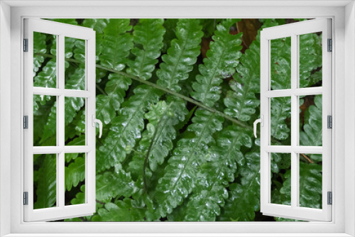 Fototapeta Naklejka Na Ścianę Okno 3D - green fern leaves with rain drop
