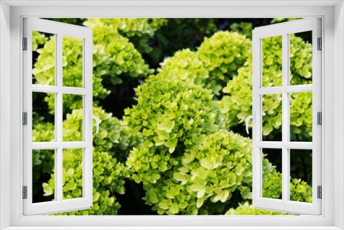 Fototapeta Naklejka Na Ścianę Okno 3D - Hydrangea paniculata 'Little Lime' Jane - panicle hydrangea  