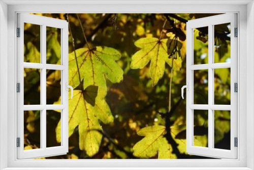 Fototapeta Naklejka Na Ścianę Okno 3D - Autumn leaves and sunset