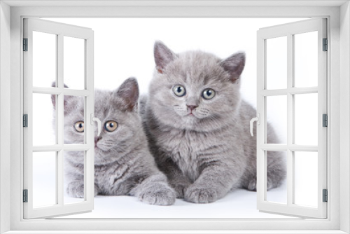 Fototapeta Naklejka Na Ścianę Okno 3D - Funny kitten British cat (isolated on white)