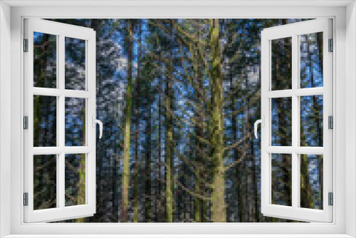 Fototapeta Naklejka Na Ścianę Okno 3D - Dense pine tree woods
