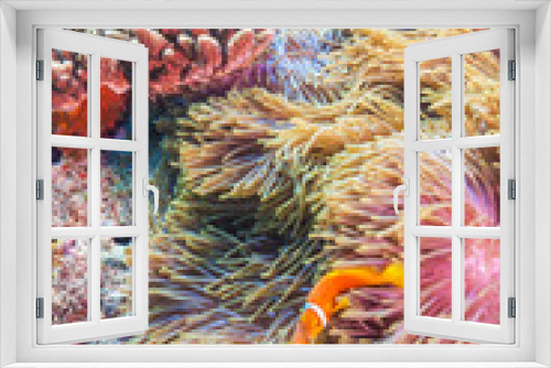 Fototapeta Naklejka Na Ścianę Okno 3D - Clown Fishes Nested in Purple Anemones