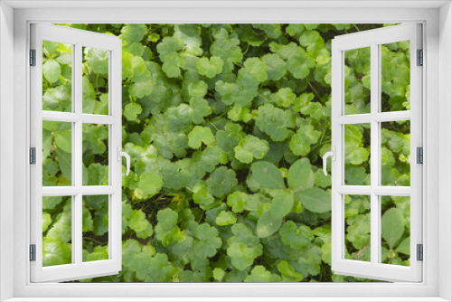 Fototapeta Naklejka Na Ścianę Okno 3D - Green leaves texture background