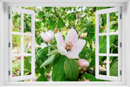 Fototapeta Naklejka Na Ścianę Okno 3D - Flowers quince blossom in early spring