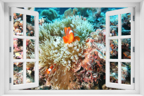 Fototapeta Naklejka Na Ścianę Okno 3D - coral life diving Papua New Guinea Pacific Ocea