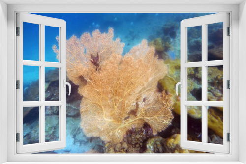 Fototapeta Naklejka Na Ścianę Okno 3D - Big yellow coral and small fish swimming around
