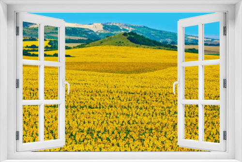 Fototapeta Naklejka Na Ścianę Okno 3D - Bulgarian Sunflowers Field
