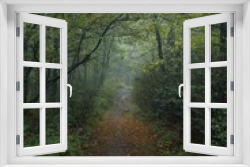 Fototapeta Naklejka Na Ścianę Okno 3D - Creepy Spooky Woods in Autumn